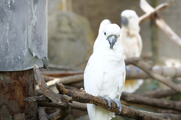 Wall Mural - Portrait of Triton cockatoo