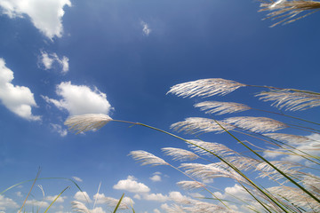 Wall Mural - spring or summer abstract nature background with grass and blue