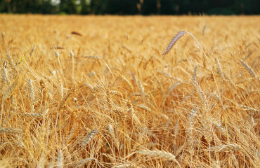 Summer wheat field