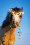 welsh pony