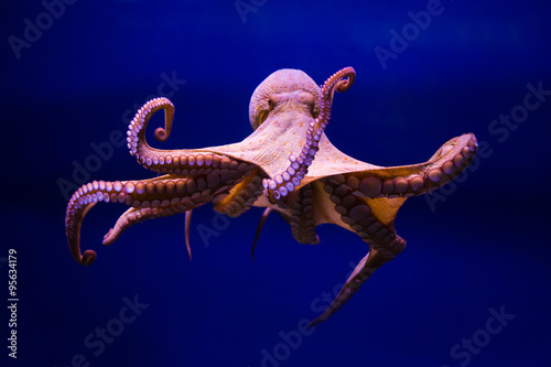 Fotografía Polpo comune (Octopus vulgaris)