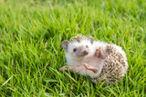 Fototapeta Do akwarium - Hedgehog in the garden , African pygmy hedgehog
