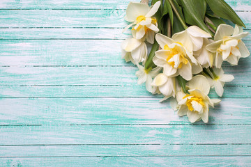 Wall Mural - Bright white daffodils flowers on turquoise  painted wooden plan