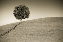 Isolated Plane Tree In A Tuscan Hill With Copy Space
