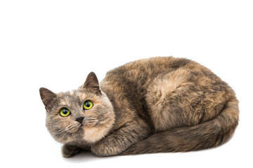 Poster - Close-up portrait of mixed breed cat isolated