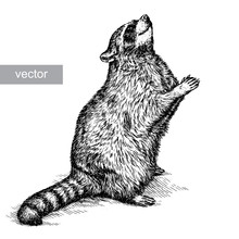 Engrave Raccoon Illustration