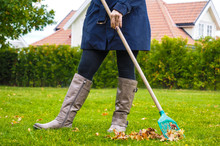 Female Person Raking Green Grass From Brown Leaves At Autumn In