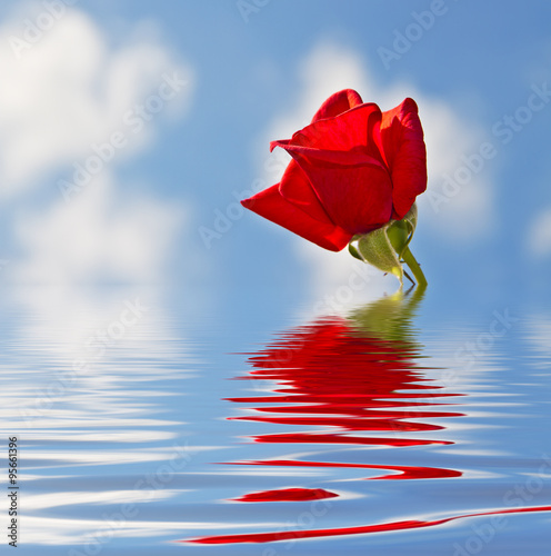 rosa roja reflejada en el agua