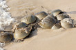 Horseshoe Crab (Limulus polyphemus) on New Jersey beaches along the Delaware Bay during spawing season