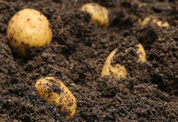 Wall Mural - Newly harvested potatoes