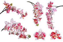 Set Of Isolated Orchid Flowers With Large Red Spots