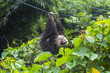 Lazy sloth in Panama