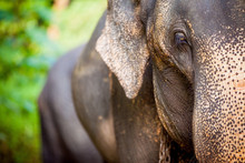 могучий слон в парке Яла Шри-Ланки