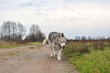 Zmęczony pies husky idący ścieżką