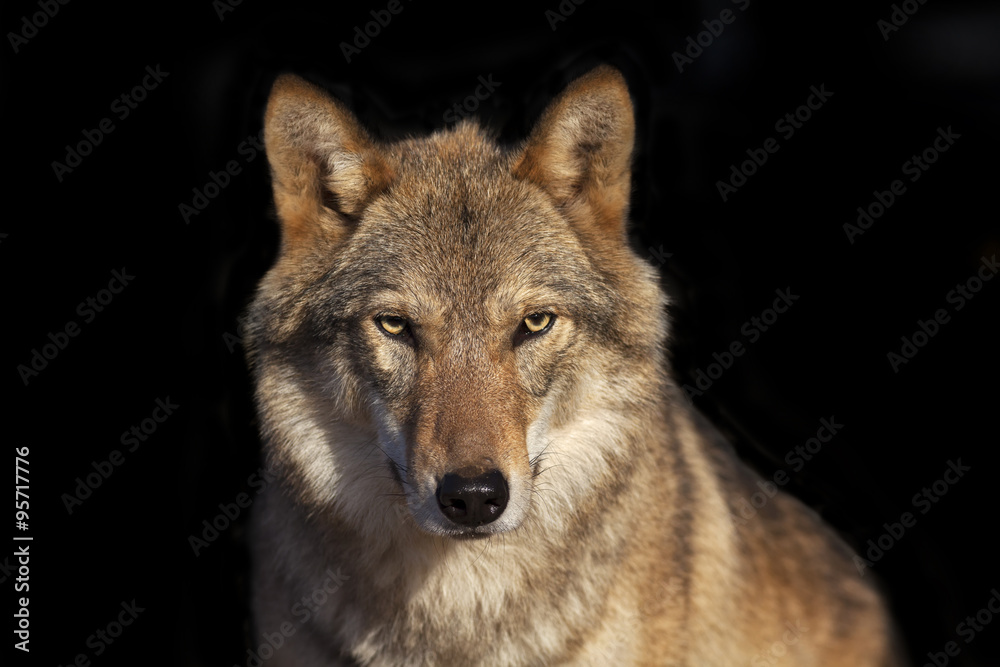 Eye to eye portrait with grey wolf female on black background. Horizontal image. Beautiful and dangerous beast of the forest. - obrazy, fototapety, plakaty 