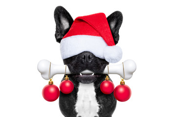 Poster - dog with a bone for christmas