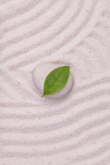 Wall Mural - White stone and green  leaf  in the white sand