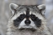 A macro portrait of a racoon with wet black nose.