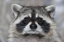 A Macro Portrait Of A Racoon With Wet Black Nose.