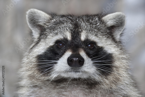 Fotografía A macro portrait of a racoon with wet black nose.