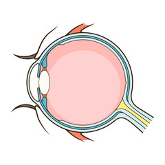 Human eye structure scheme vector