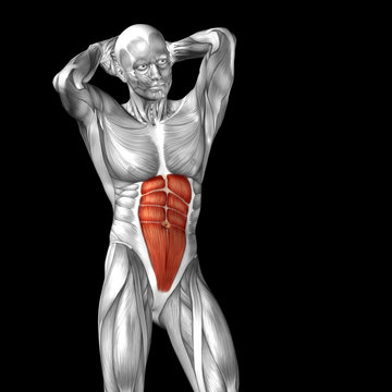 Conceptual 3D anatomy muscle isolated