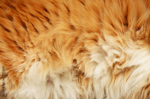 fluffy fur Stock Photo | Adobe Stock