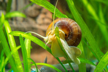 Ampularia Snail Crawling On A Leaf Aquarium Plants