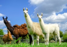 Drei Lamas Mit Jungtier Auf Einer Wiese