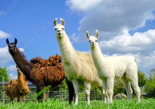 Fotomural Drei Lamas mit Jungtier auf einer Wiese