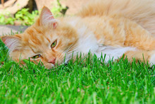 Orange Lazy Cat Sleeping On Green Grass