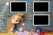 Christmas Empty Photo Frames Funny Cat