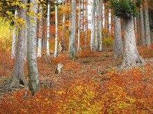 Small Trees With Orange Leaves And Big Gray Trunks Of Old Beeches In Autumn Forest