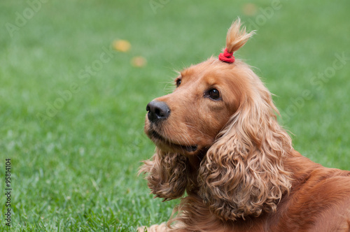 Cocker Spaniel With A Funny Haircut Horizontal View