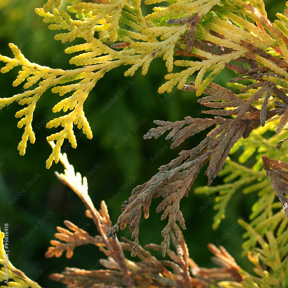 Pestalotia funerea on the gold Thuja Stock Photo | Adobe Stock