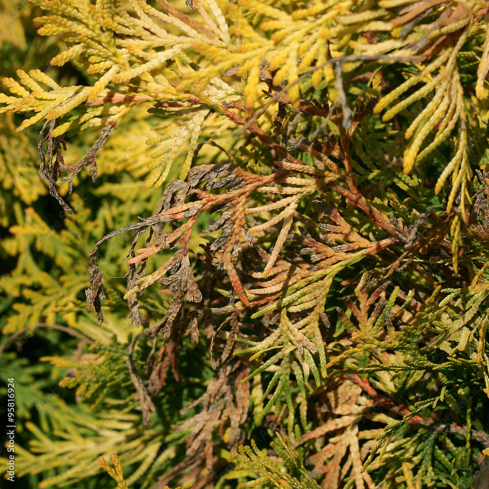 Pestalotia funerea on the gold Thuja Stock Photo | Adobe Stock