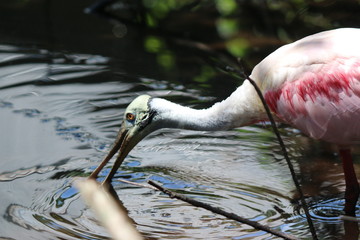 Poster - a roseate spoonbill in the wild