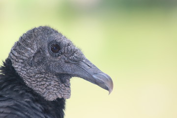 Sticker - a black vulture close up