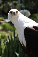 Wall Mural - an african fish eagle in the wild