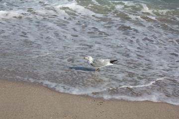 Canvas Print - a seagull on the sand