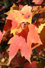 Wall Mural - fall leaf