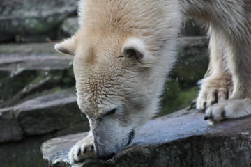 Canvas Print - a large male polar bear