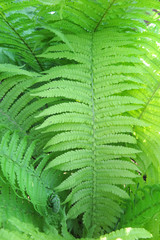 Canvas Print - Bright young male fern fronds (Dryopteris filix-mas) in the summer garden