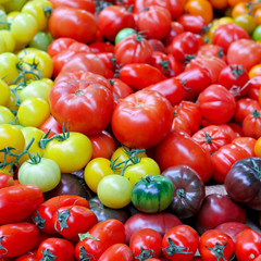 Wall Mural - Tomato variety