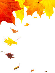 Poster - Isolated Autumn Leaves