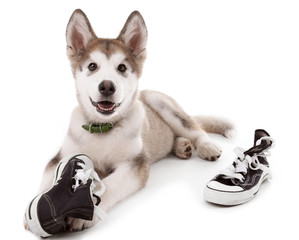 Wall Mural - Cute Malamute puppy chewing gumshoes isolated on white