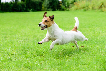 Happy dog pet running on a lawn