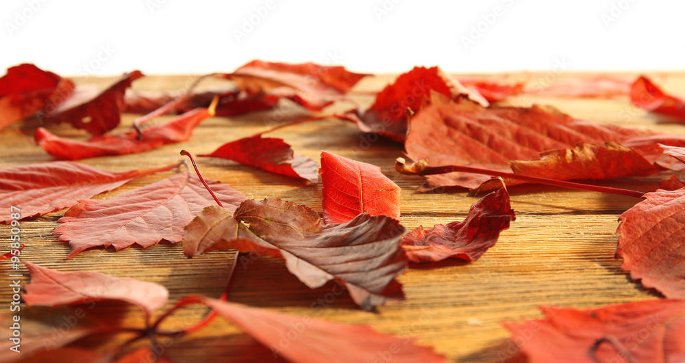 Red autumn leaves on wooden table, isolated on white