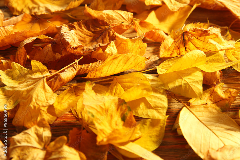 Background of yellow autumn leaves, close-up