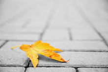 Single Yellow Leaf Lying On Stone Pavement Ground